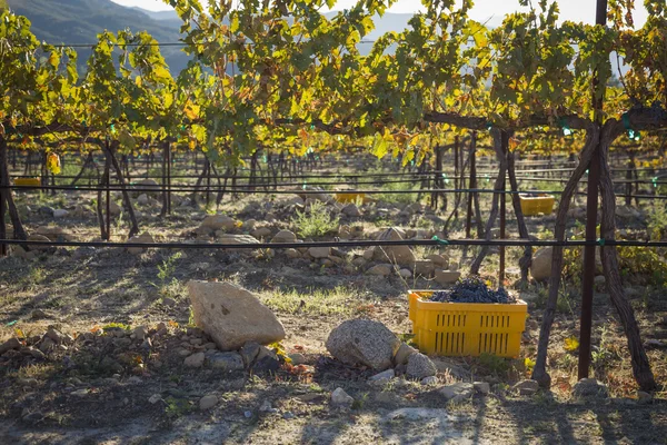 Uvas de vinho na colheita Bins One Fall Morning — Fotografia de Stock