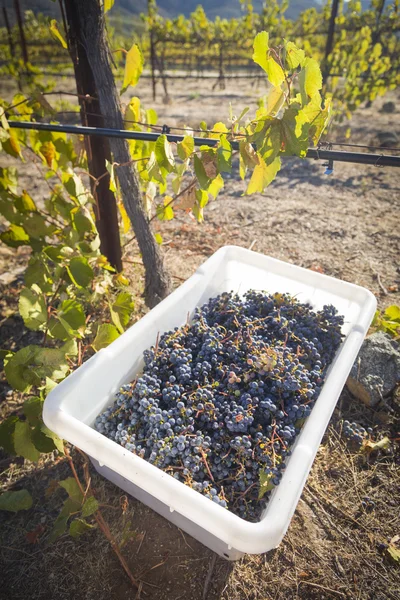 Wino z winogron w pojemnikach zbioru pewnego ranka upadku — Zdjęcie stockowe