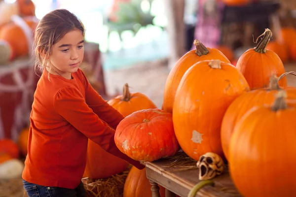 Linda chica eligiendo una calabaza — Foto de Stock