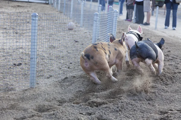 Leuke dag op de race varkentje — Stockfoto