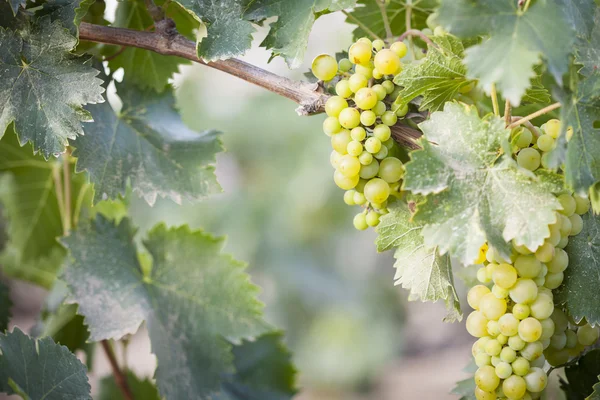 Lush White Grape Bushels Vineyard in The Morning Sun — Stock Photo, Image