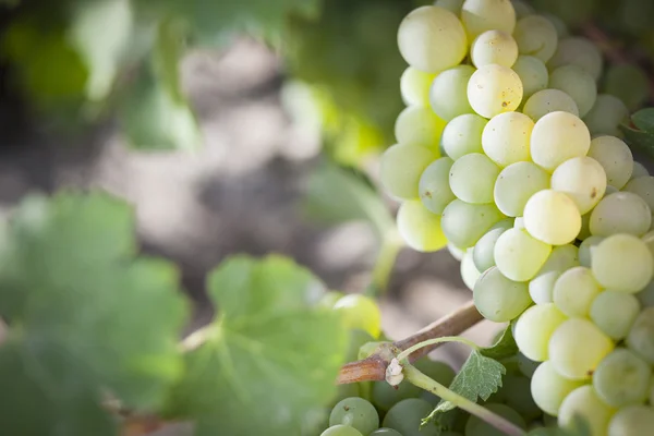 Пышный белый виноград Bushels виноградник в The Morning Sun — стоковое фото