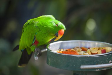 Endonezya erkek eclectus papağanı