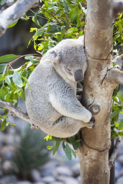 Sleeping Koala clipart