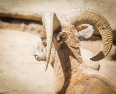 Desert Bighorn Sheep clipart