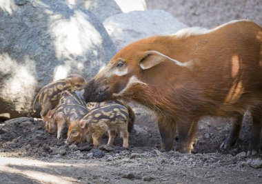 Visayan siğil gibi piglet annesi ile