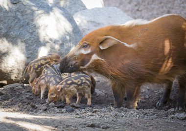Visayan Warty Piglet with Mother clipart