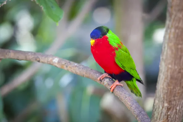 Collared Lory of the Fiji Islands — Stock Photo, Image