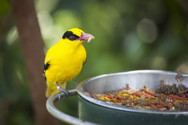 Alimentando Oriole Black-naped da Ásia Oriental com Worm in Beak — Fotografia de Stock