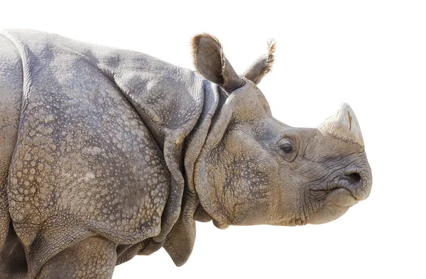 Profil isolé d'un rhinocéros — Photo