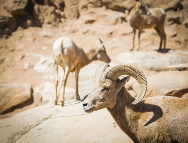 沙漠大角羊 — 图库照片