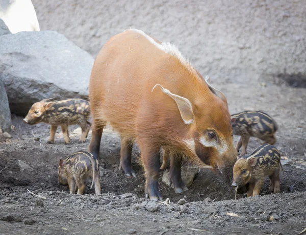 Visayan warty Knorretje met moeder — Stockfoto