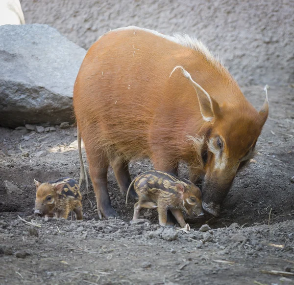 Visayan Warty Piglet with Mother — Stock Photo, Image