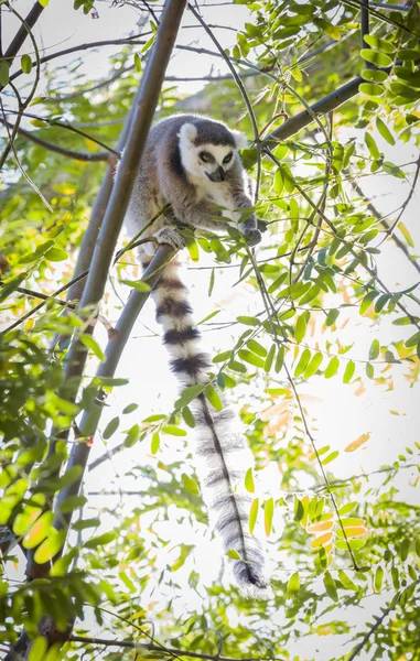 木に餌をやる珍しいキツネザル — ストック写真