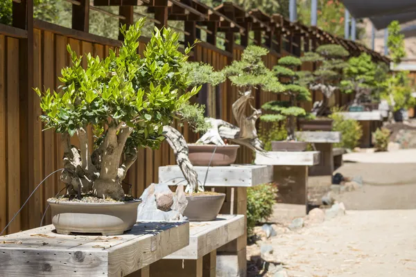 Variedad de árboles de Bonsai en exhibición — Foto de Stock