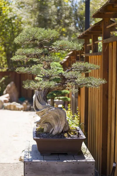 Kalifornischer Wacholder-Bonsai-Baum — Stockfoto