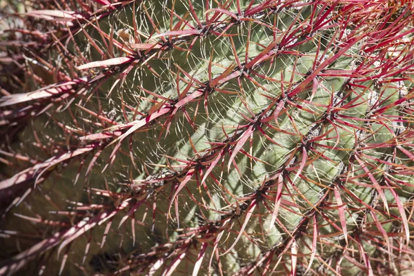 The Biznaga Cactus Detail — Stock Photo, Image