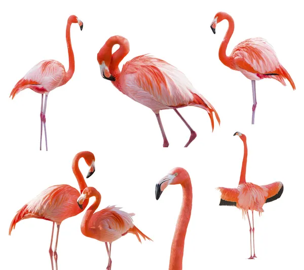 Sammlung von Flamingos isoliert auf weiß — Stockfoto