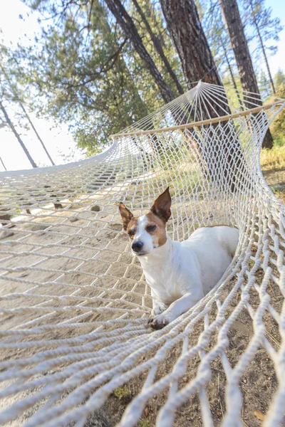 Jack relajado Russell Terrier Relajarse en una hamaca — Foto de Stock