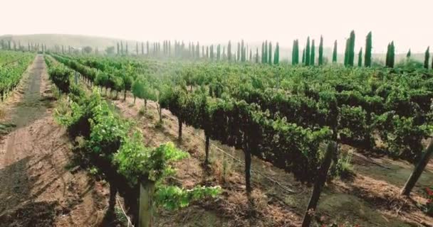 4K空中葡萄园 葡萄成熟收获葡萄在葡萄园上 美国加利福尼亚州特梅库拉葡萄酒村 — 图库视频影像