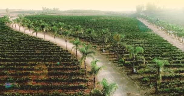 Aerial Vineyard Med Mogen Skörd Druvor Vine Temecula Wine Country — Stockvideo