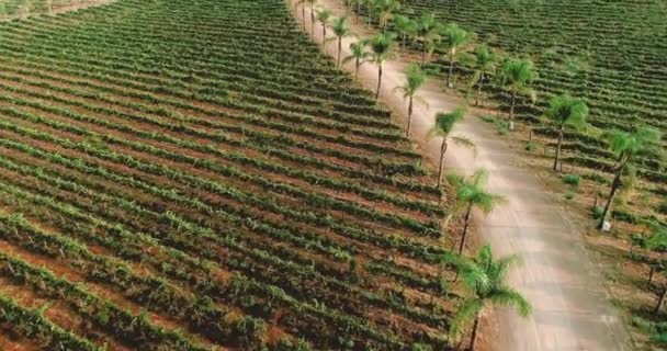 Aerial Vineyard Ripe Harvest Grapes Vine Temecula Wine Country California — Stock video