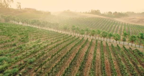 Aerial Vineyard Ripe Harvest Grapes Vine Temecula Wine Country California — Stock Video