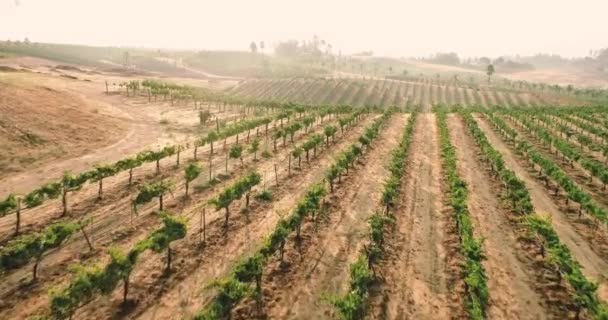 Aerial Vineyard Med Mogen Skörd Druvor Vine Temecula Wine Country — Stockvideo