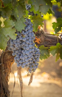 Üzüm bağında güzel, yemyeşil şarap.