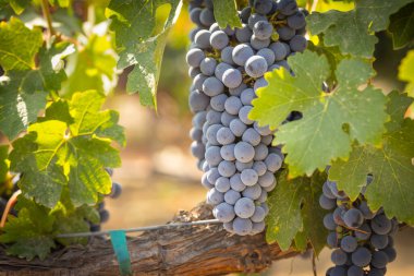 Üzüm bağında güzel, yemyeşil şarap.