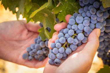 Kadın Çiftçi Elleri Bağda Olgun Şarap Üzümlerini Tutuyor.