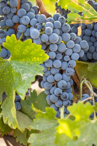 Schöne Üppige Weintrauben Scheffel Weinberg — Stockfoto