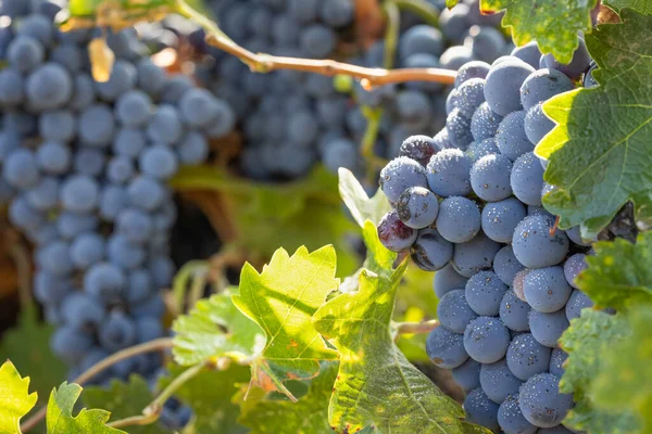 Prachtige Weelderige Wijndruiven Bushels Wijngaard — Stockfoto