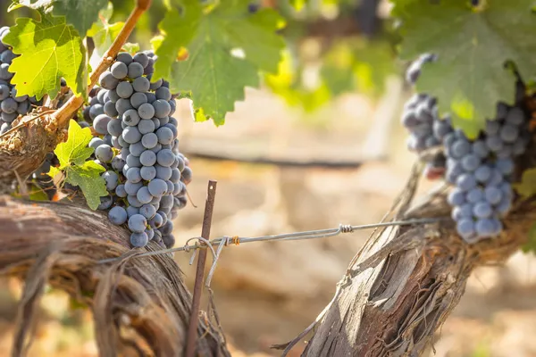 Beaux Boisseaux Raisin Vin Luxuriant Dans Vignoble — Photo