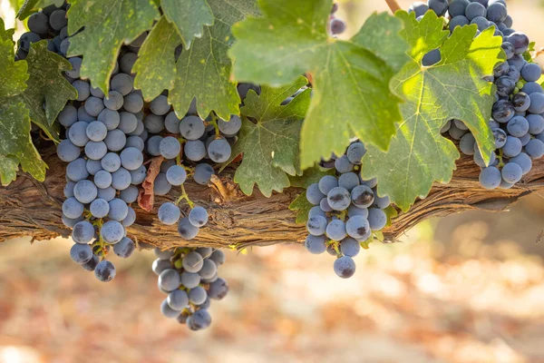 Όμορφα Lush Wine Grape Bushels Στον Αμπελώνα — Φωτογραφία Αρχείου