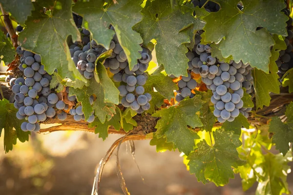 Όμορφα Lush Wine Grape Bushels Στον Αμπελώνα — Φωτογραφία Αρχείου