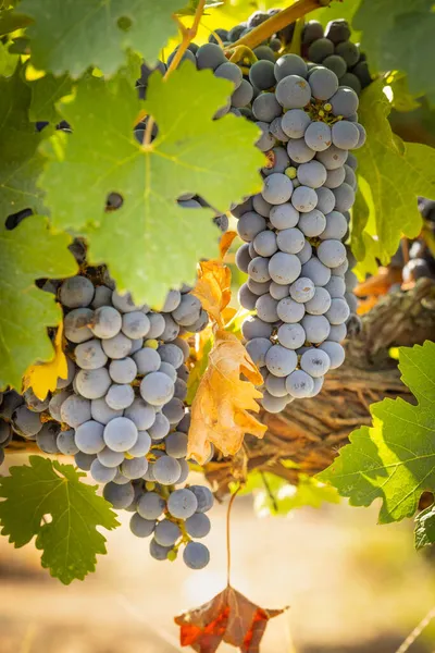 Красиве Пишне Вино Вино Виноградні Бушелі Винограднику — стокове фото
