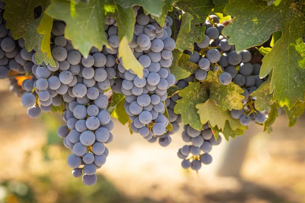 Prachtige Weelderige Wijndruiven Bushels Wijngaard — Stockfoto