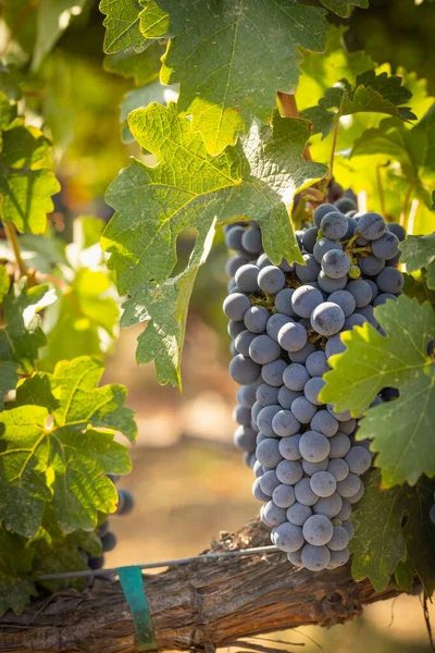 Schöne Üppige Weintrauben Scheffel Weinberg — Stockfoto