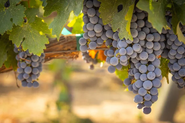 Belos Exuberantes Bushels Uva Vinho Vinha — Fotografia de Stock