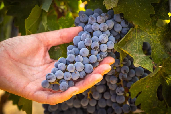 Kadın Çiftçi Elleri Bağda Olgun Şarap Üzümlerini Tutuyor — Stok fotoğraf