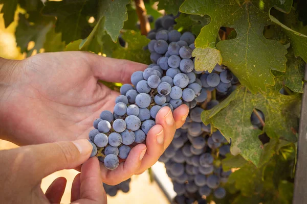 Žena Farmář Ruce Držení Bunch Ripe Wine Grapes Vineyard — Stock fotografie