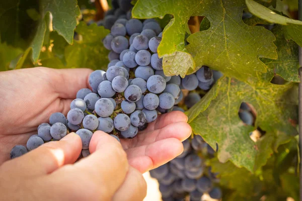 Mãos Agricultora Fêmea Segurando Monte Uvas Vinho Maduras Vinha — Fotografia de Stock