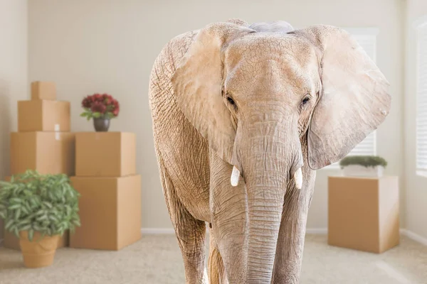 Vuxen Elefant Stående Tomt Rum Med Flyttbara Lådor — Stockfoto