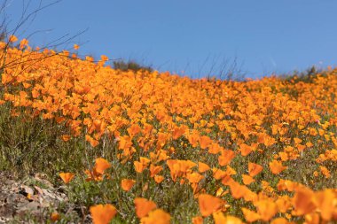 California haşhaş manzara sırasında 2019 süper Bloom