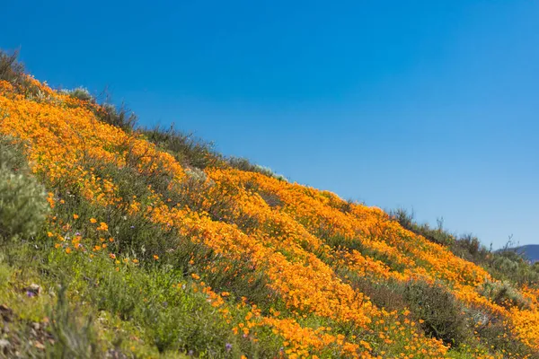 California Poppies Landscape 2019 Super Bloom — Stock Photo, Image