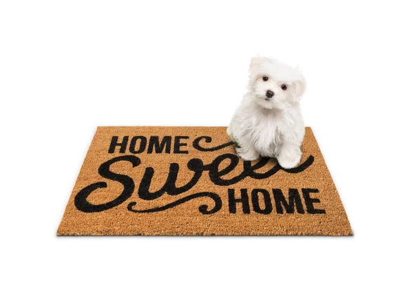 Maltese Puppy Sitting Home Sweet Home Welcome Mat Isolated White — 图库照片