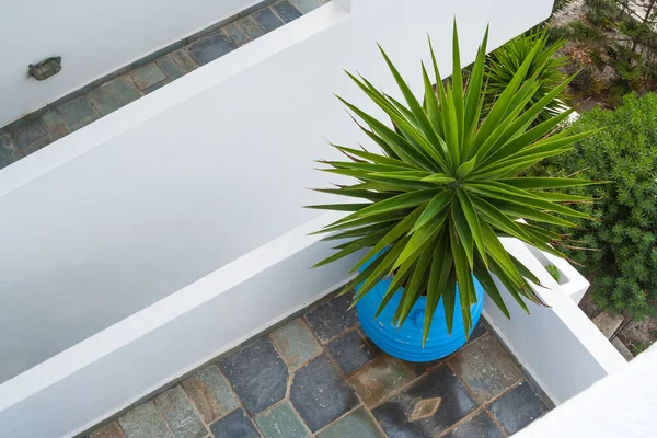 Аннотация View Patio Succulent Plant Santorini Greece — стоковое фото