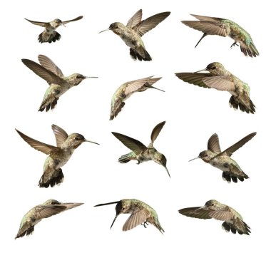 Uçuştaki 12 Hummingbird seti beyaza izole edildi..
