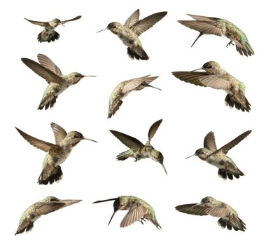 Set of Twelve Hummingbird in Flight Isolated on White. clipart